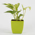 Money Plant